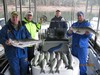 (10/31/2015) - Nice Striped Bass